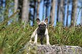 BOULEDOGUE FRANCAIS 211